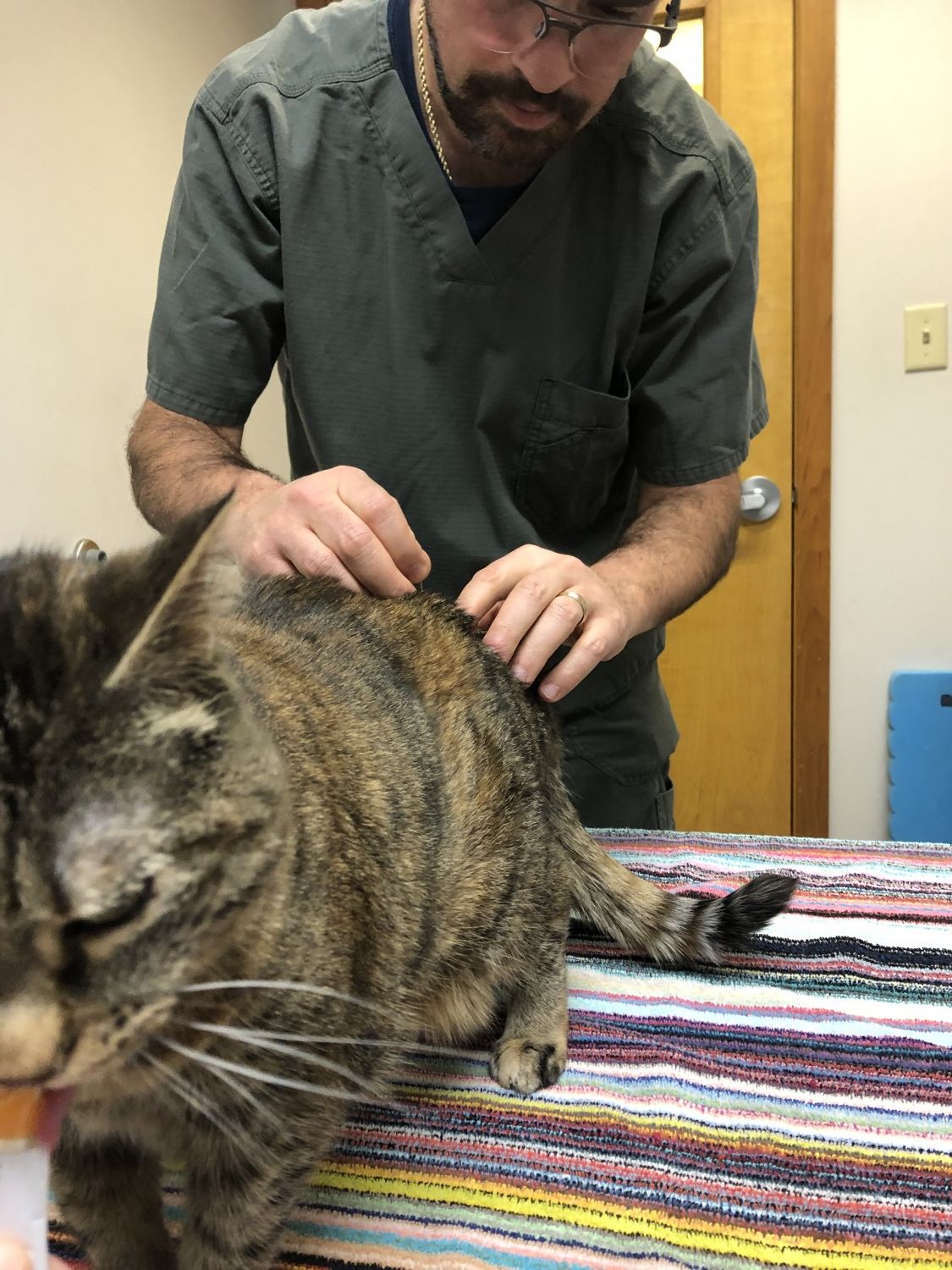 Animal Clinic, PC Veterinarian serving Williamsville